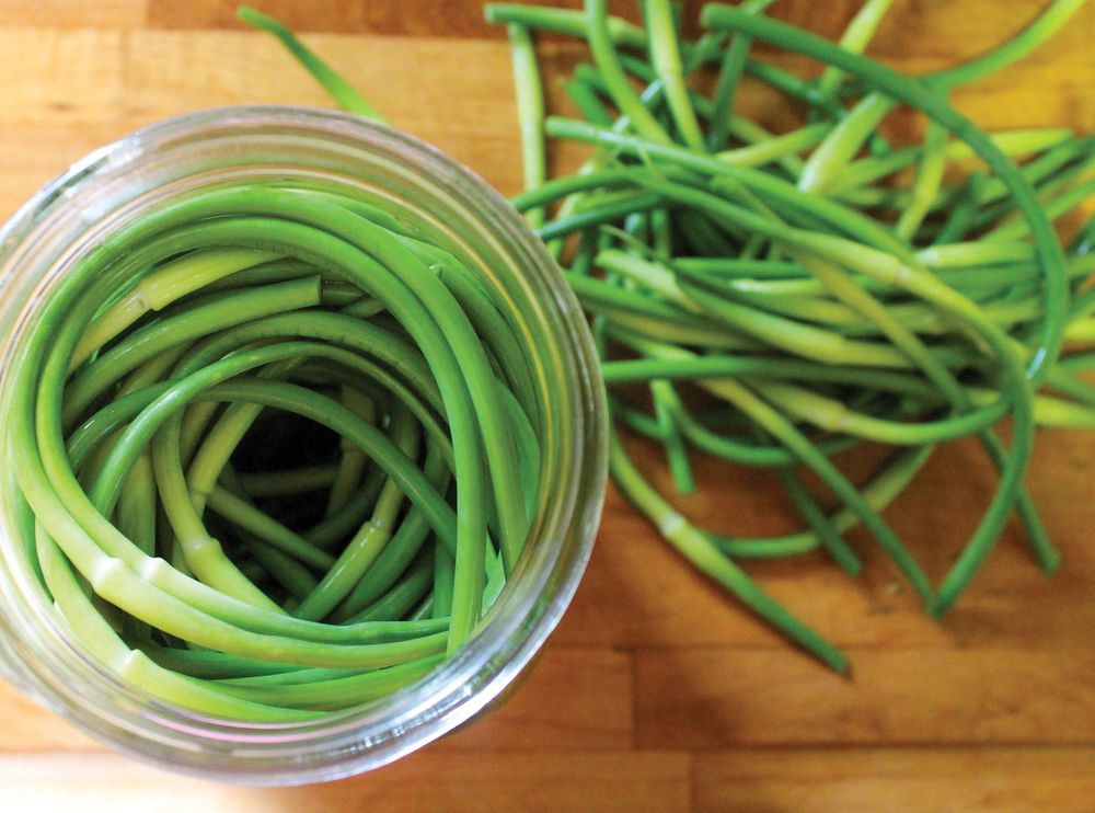 Garlic Scape Pickles from Can It & Ferment It More Than 75 Satisfying