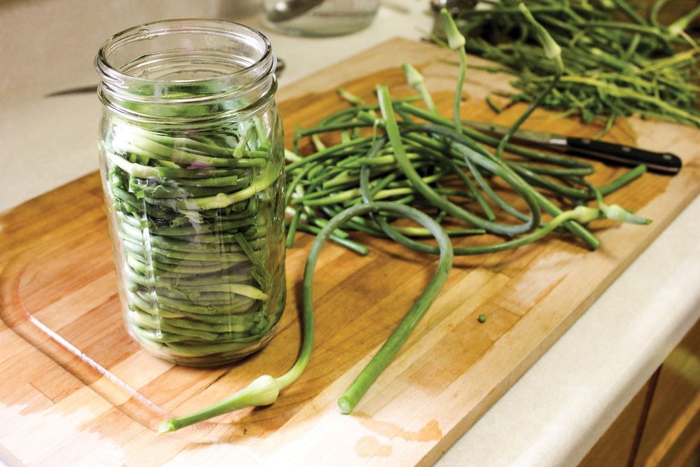 Garlic Scape Pickles from Can It & Ferment It More Than 75 Satisfying