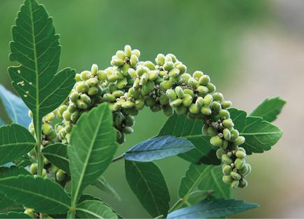 Nader Souri, The Royal Collection © Her Majesty Queen Elizabeth II.