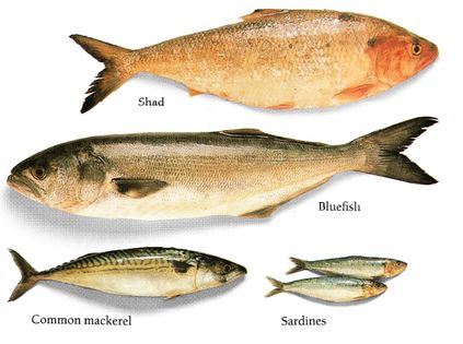 Herring, Sardine, Shad, Mackerel, Bluefish from La Varenne