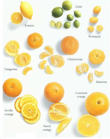 Types of Oranges