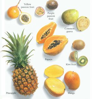 Pineapple, Mango, Papaya, Kiwi Fruit, Passion Fruit, Guava from La Varenne  Pratique by Anne Willan