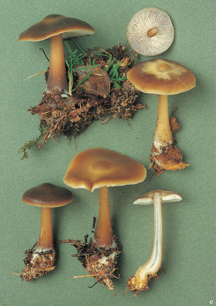 Butter Cap from Mushrooms by Roger Phillips