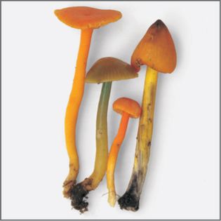 Visual Index from Mushrooms by Roger Phillips