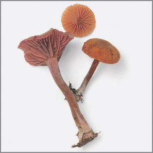 Visual Index from Mushrooms by Roger Phillips