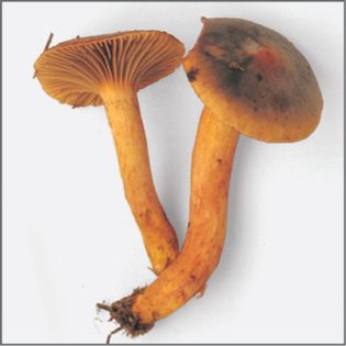 Visual Index from Mushrooms by Roger Phillips