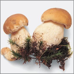 Visual Index from Mushrooms by Roger Phillips