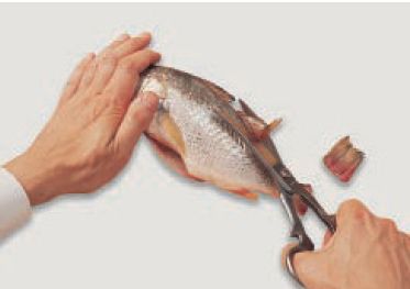 dressed fish cut How to Filet a Round Fish  Eating with the Ecosystem