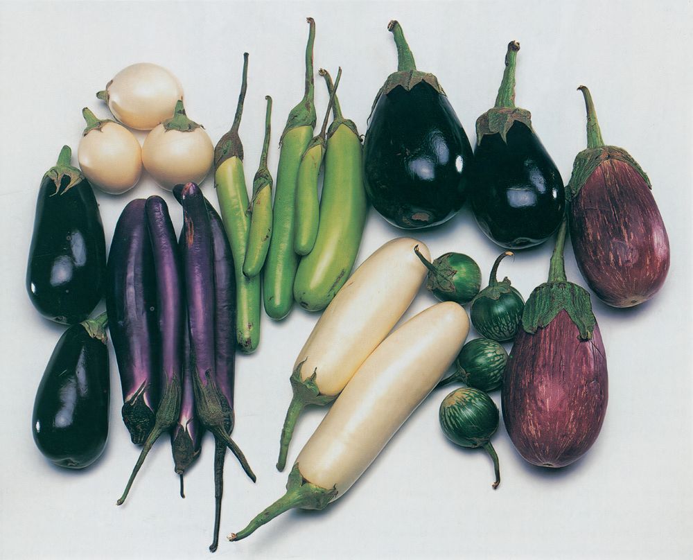 Eggplant from Vegetables from Amaranth to Zucchini by Elizabeth Schneider